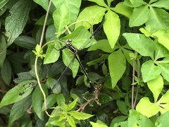 Leptogomphus sauteri