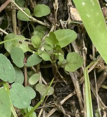 Angiospermae