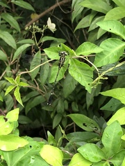 Leptogomphus sauteri