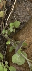 Angiospermae