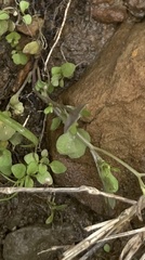 Angiospermae