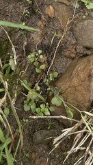 Angiospermae
