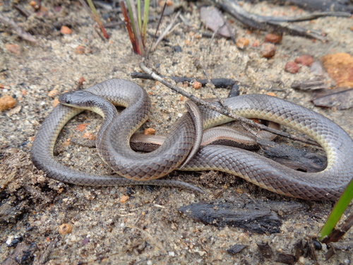 Photo of a Muller's Snake (bicolor) (Rhinoplocephalus bicolor)