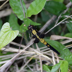 Orthetrum melania
