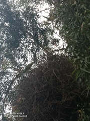 Myiopsitta monachus