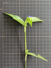Commelina communis