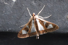 Glyphodes bivitralis