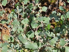 Chenopodium curvispicatum