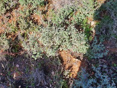 Chenopodium curvispicatum