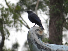 Myophonus caeruleus caeruleus
