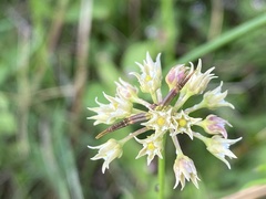 Cynanchinae