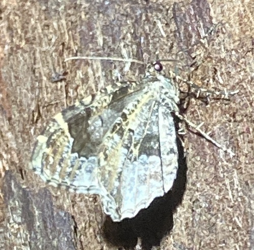 Guenée's Carpet Moth photo 5