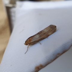 Pterothrixidia rufella