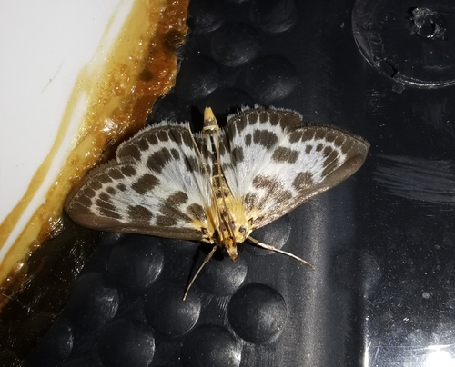 Anania hortulata