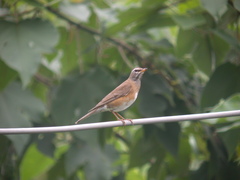 Turdus obscurus