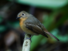 Cyornis whitei