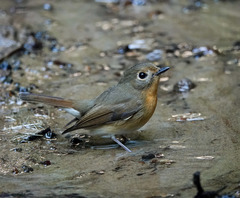 Cyornis whitei
