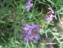 Erysimum linifolium