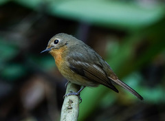 Cyornis whitei