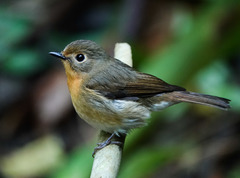 Cyornis whitei