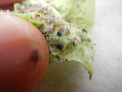 Dysaphis plantaginea