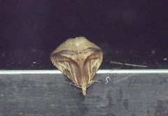 Evergestis forficalis