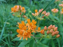 Asclepias tuberosa interior