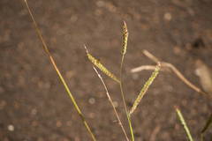 Paspalum fimbriatum