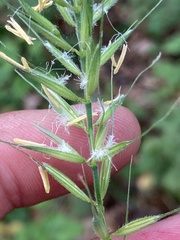 Elymus californicus