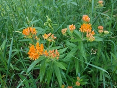 Asclepias tuberosa interior