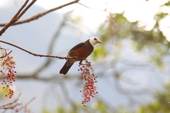 Turdus niveiceps