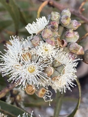 Corymbia leichhardtii
