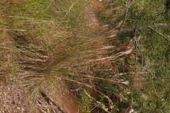 Andropogon bicornis