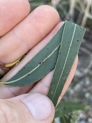 Corymbia leichhardtii