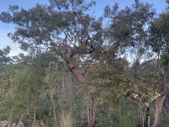 Corymbia leichhardtii