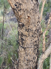 Corymbia leichhardtii