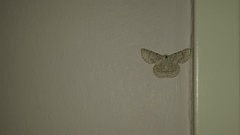 Pingasa abyssiniaria