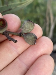 Corymbia leichhardtii