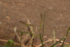 Paspalum fimbriatum
