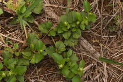 Acanthospermum australe