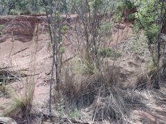 Andropogon bicornis