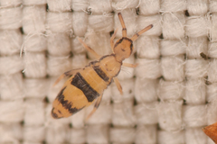Entomobrya triangularis