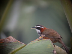 Pomatorhinus musicus