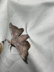 Cicinnus melsheimeri