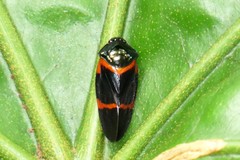 Cosmoscarta egens