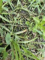 Angiospermae