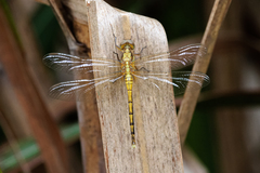 Orthetrum luzonicum