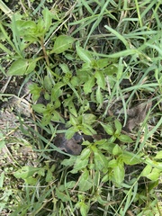 Angiospermae