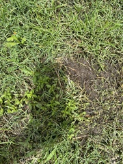 Angiospermae