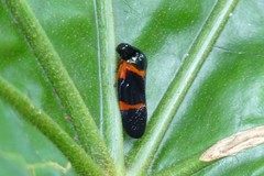 Cosmoscarta egens
